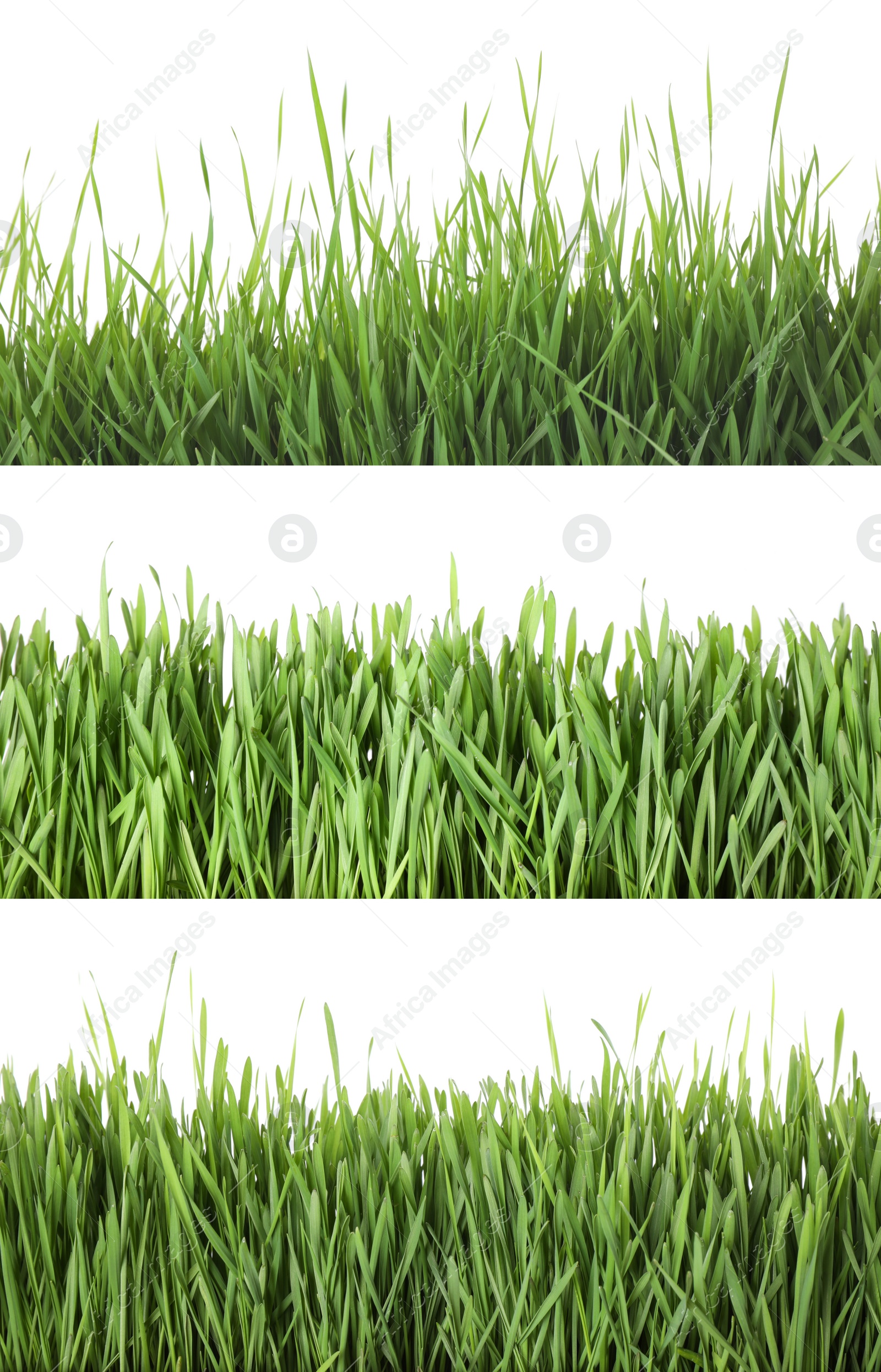 Image of Collage of fresh green grass on white background. Spring season