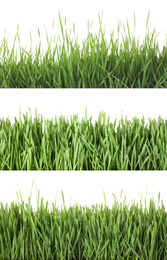 Image of Collage of fresh green grass on white background. Spring season