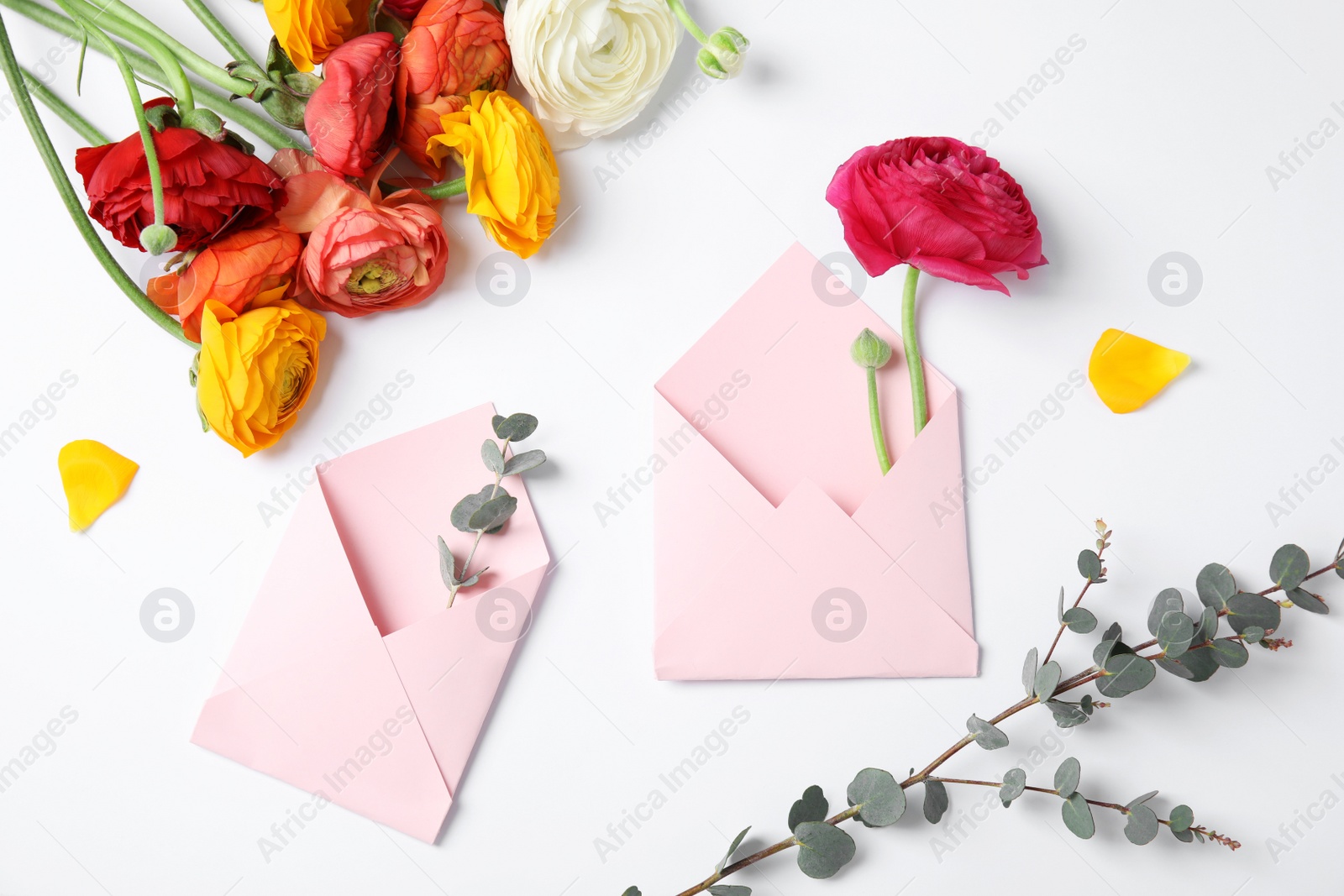 Photo of Composition with beautiful ranunculus flowers and envelopes on white background