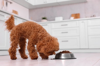 Photo of Cute Maltipoo dog feeding from metal bowl on floor in kitchen. Lovely pet