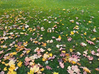 Photo of Many dry leaves on green grass in autumn park