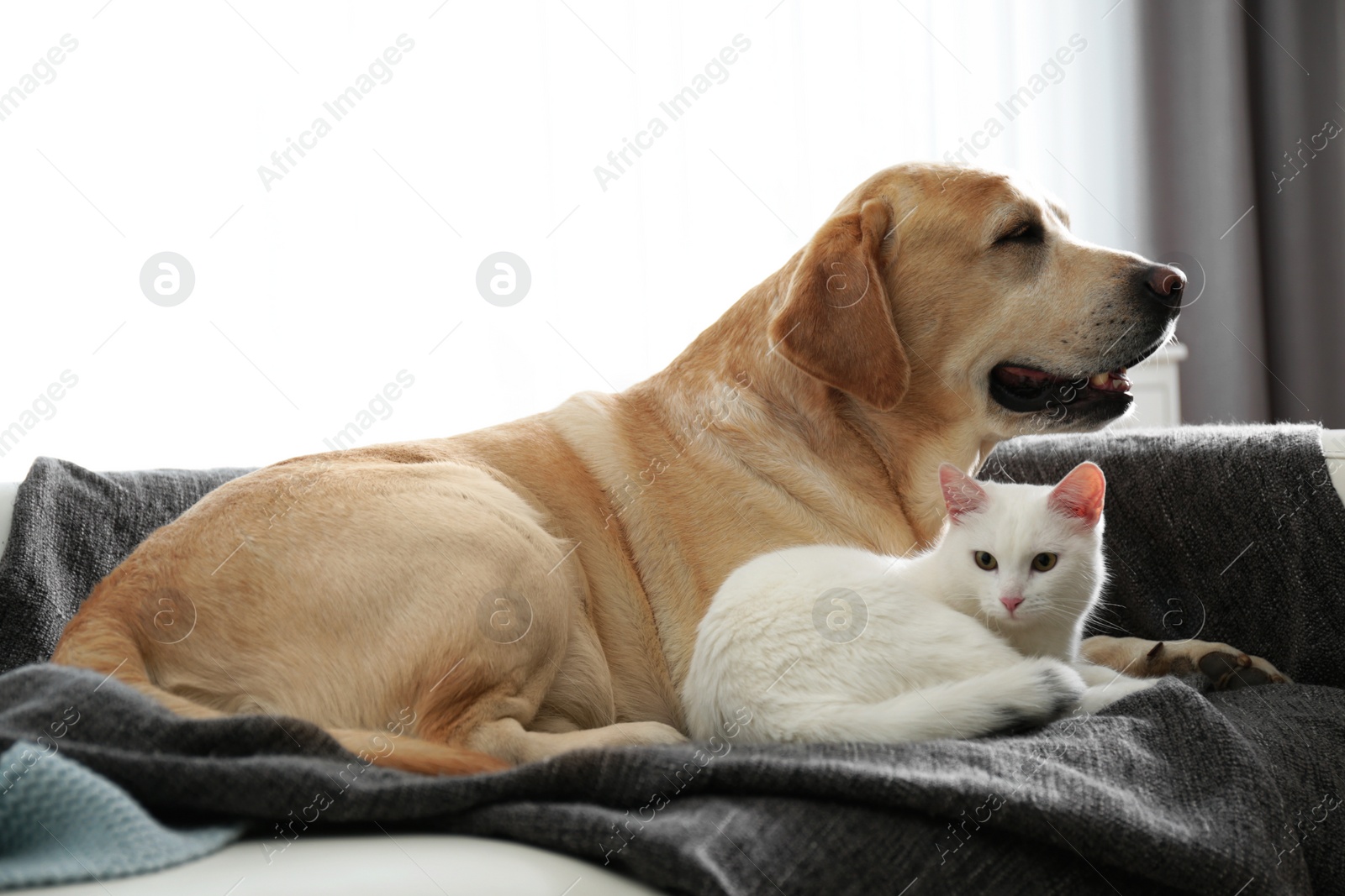 Photo of Adorable dog and cat together on sofa indoors. Friends forever