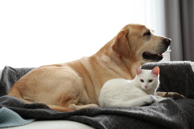 Photo of Adorable dog and cat together on sofa indoors. Friends forever