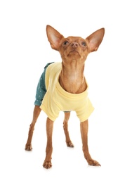 Photo of Cute toy terrier in funny clothes isolated on white. Domestic dog