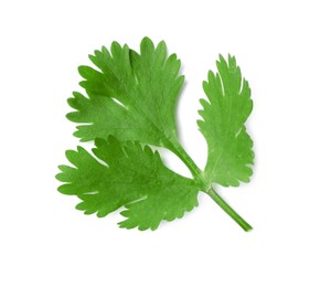 Aromatic fresh green cilantro isolated on white, top view