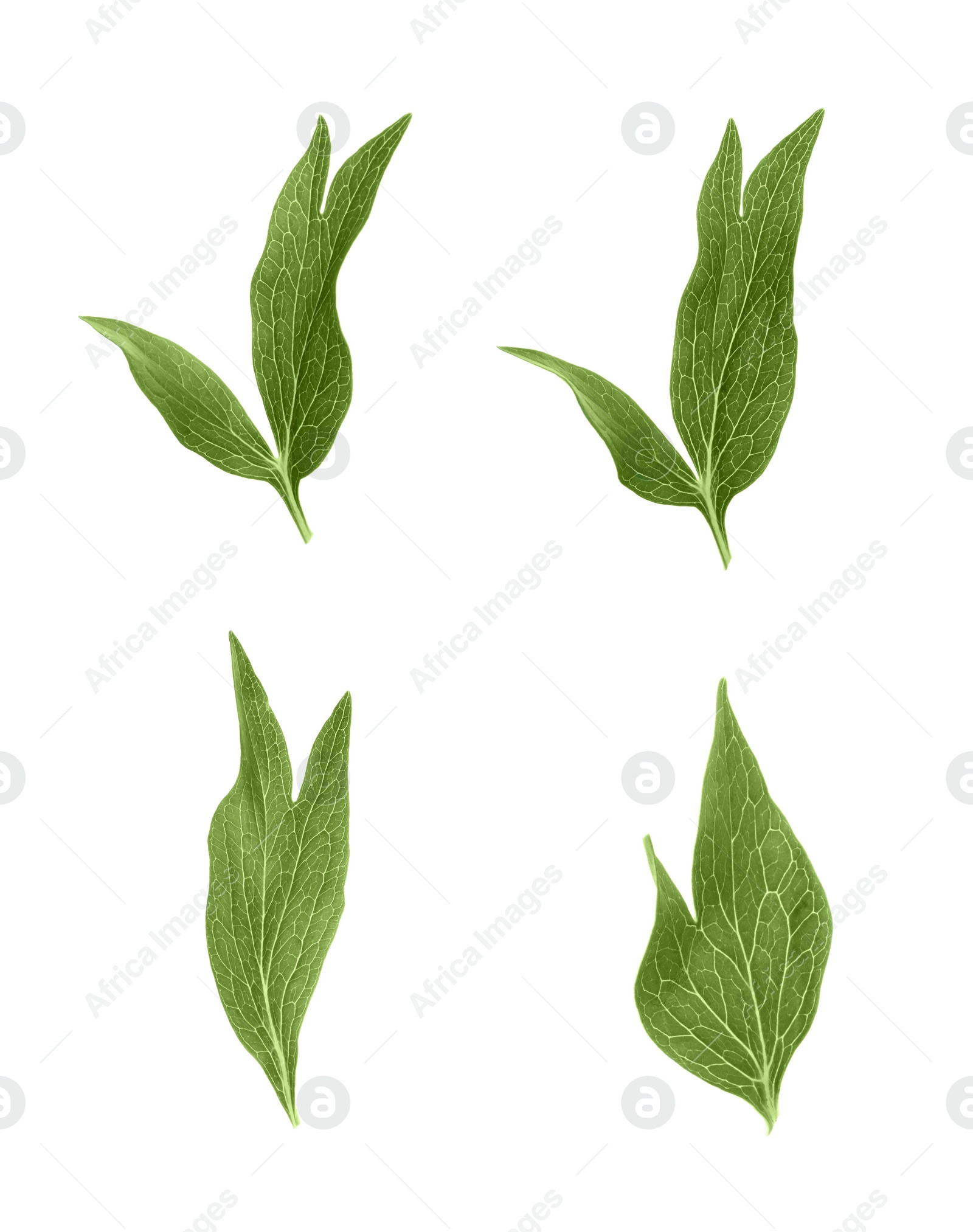 Image of Set of green peony leaves on white background