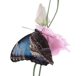 Photo of Beautiful common morpho butterfly sitting on eustoma flower against white background
