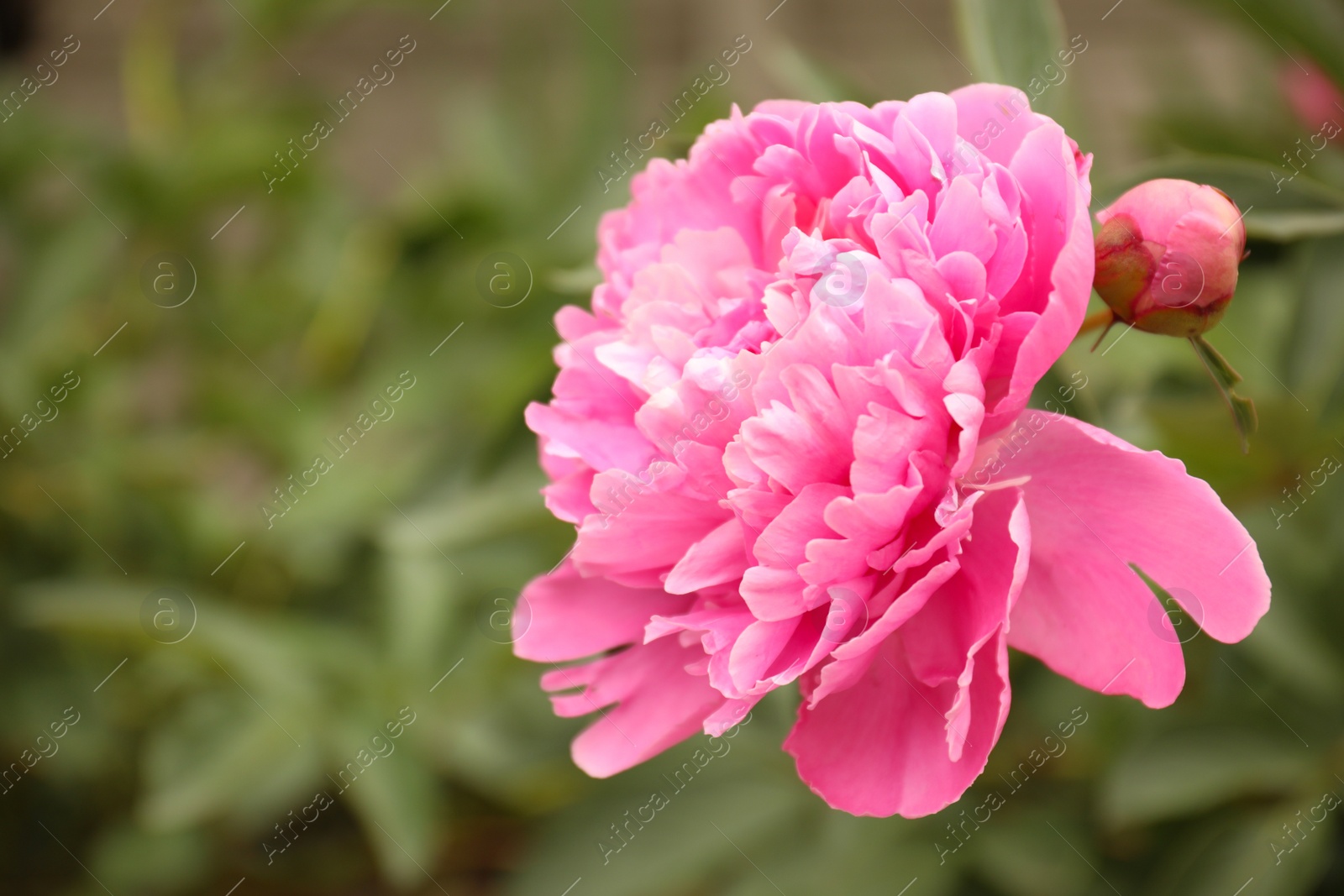 Photo of Beautiful blooming pink peony outdoors, closeup. Space for text