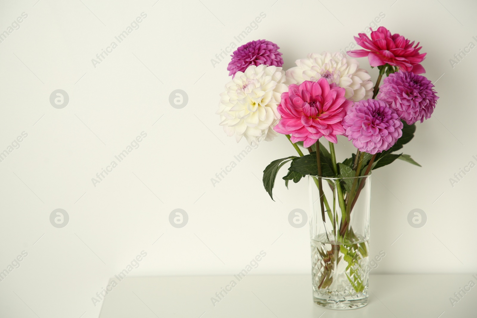 Bouquet of beautiful Dahlia flowers in vase on table near white wall, space for text Photo of Bouquet of beautiful Dahlia flowers in vase on table near white wall, space for text