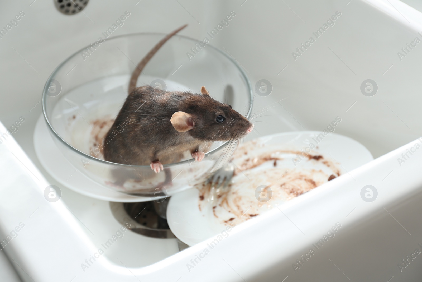 Photo of Rat and dirty dishes in kitchen sink. Pest control