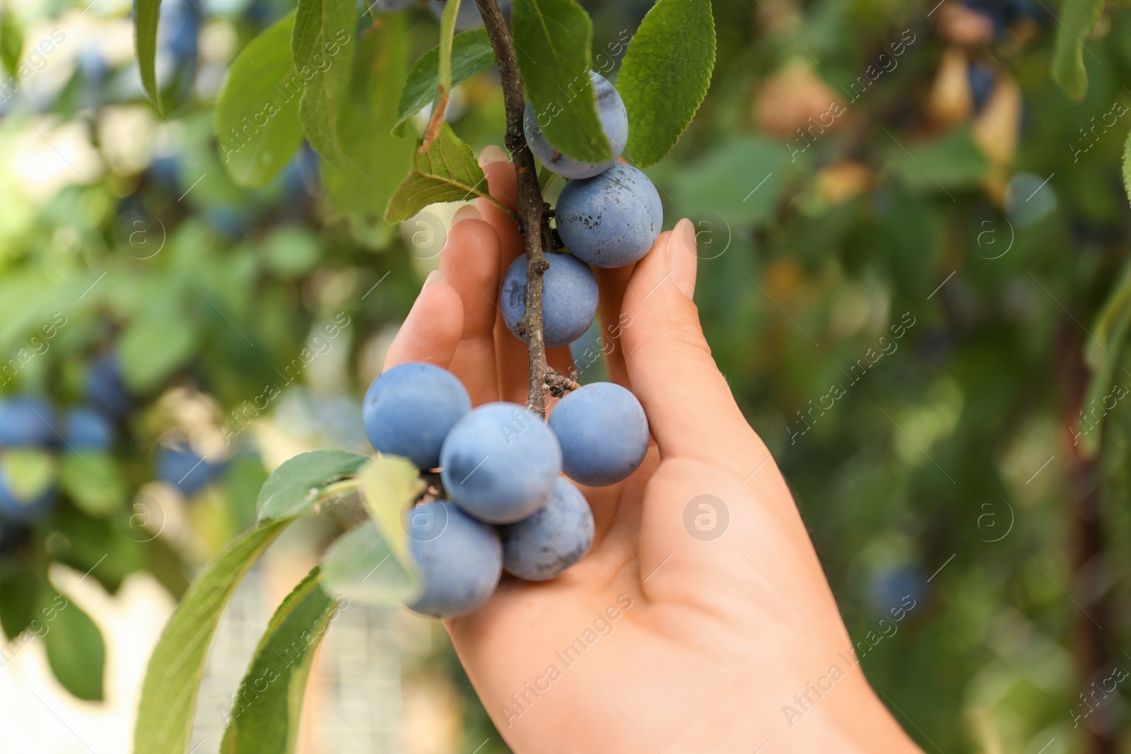 Photo of Woman picking sloe berries off bush outdoors, closeup