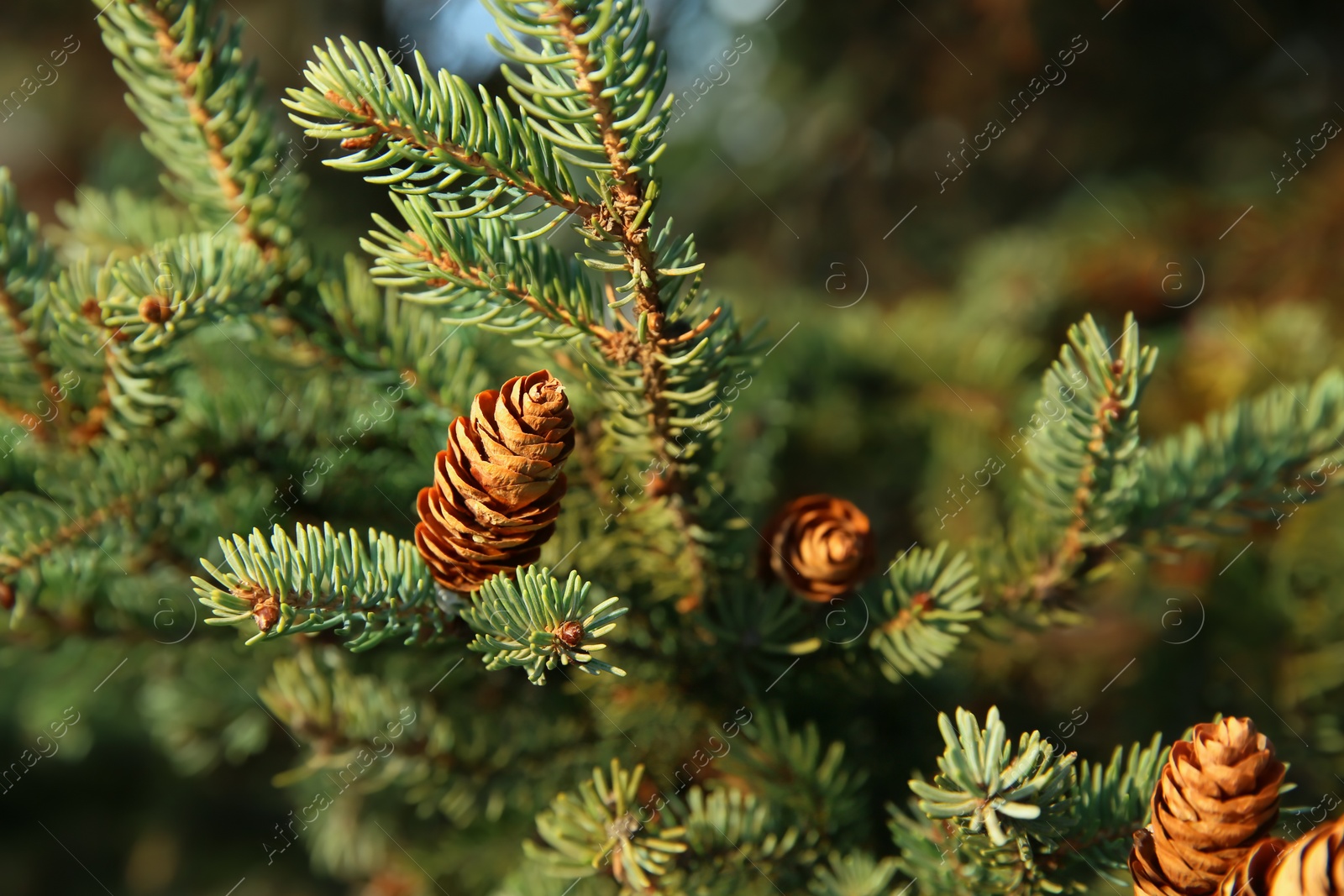 Photo of Coniferous tree branches with cones outdoors, closeup