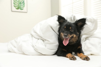 Photo of Adorable dog covered with blanket at home