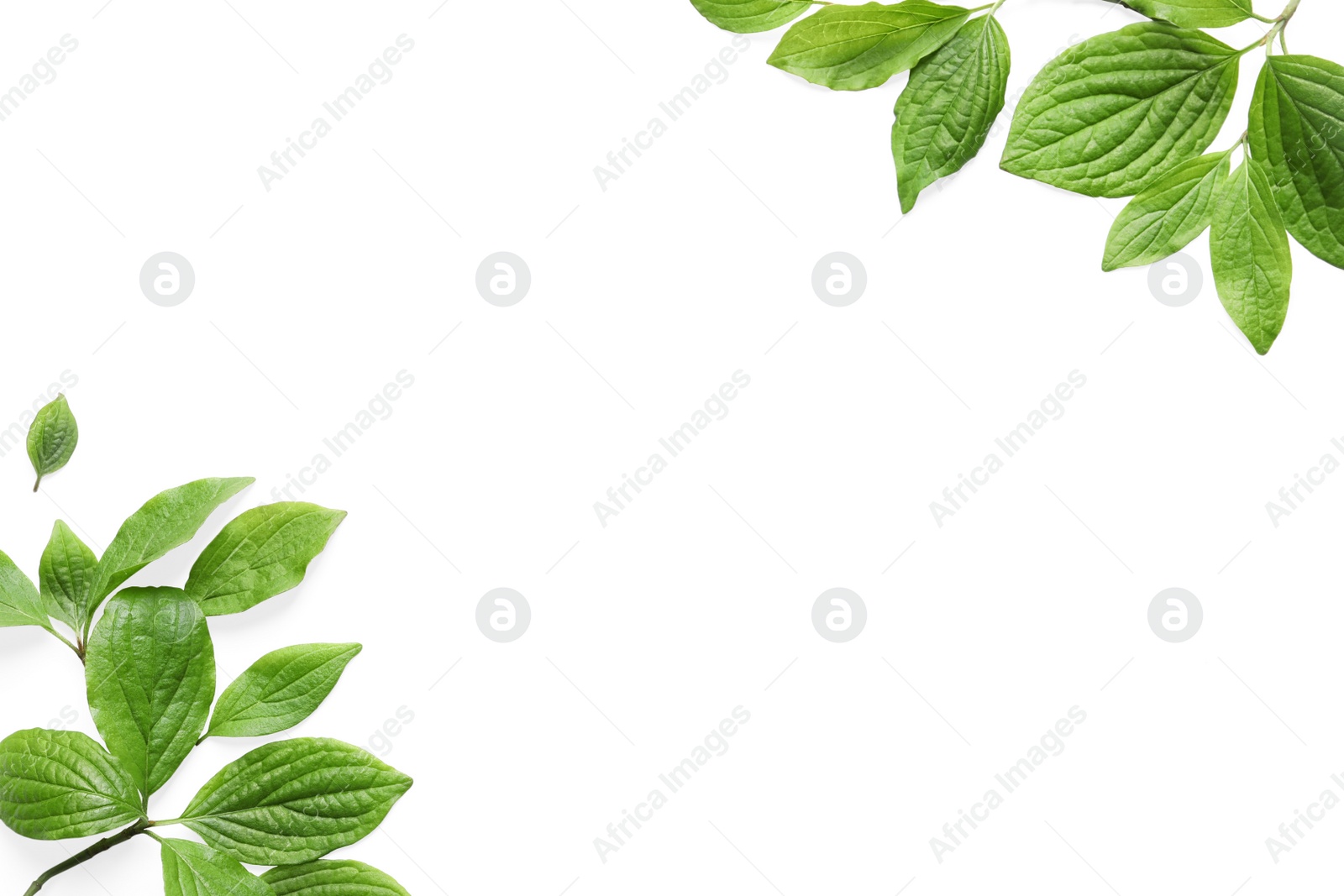 Photo of Beautiful spring green leaves on white background, top view. Space for text