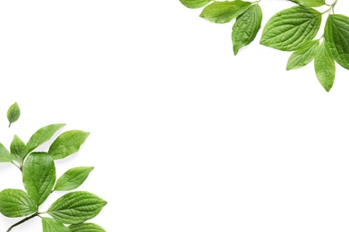 Beautiful spring green leaves on white background, top view. Space for text