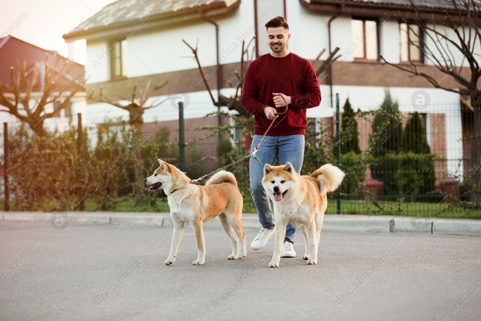 Photo of Young man walking his adorable Akita Inu dogs outdoors