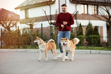 Young man walking his adorable Akita Inu dogs outdoors