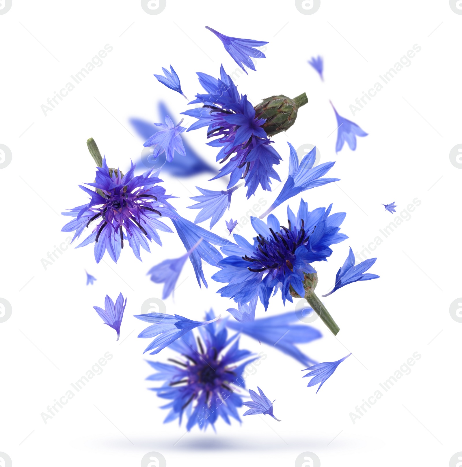 Image of Bright blue cornflowers in air on white background