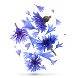 Image of Bright blue cornflowers in air on white background