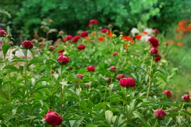 Photo of Beautiful peony plants with burgundy buds outdoors