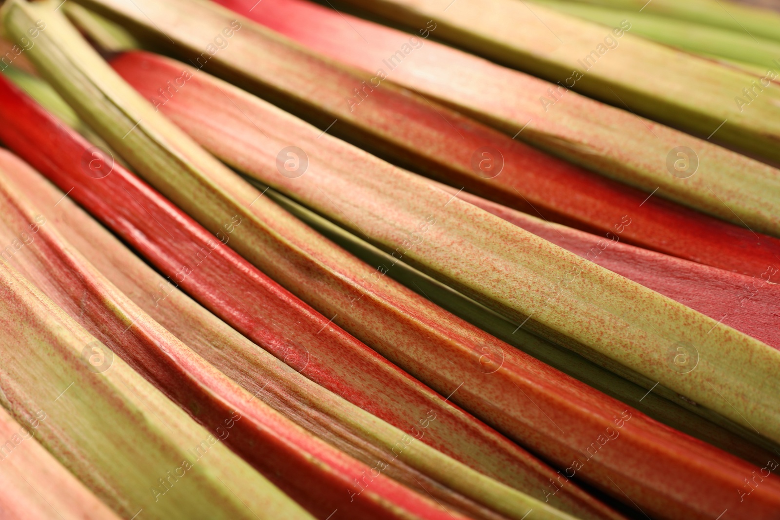 Photo of Many ripe rhubarb stalks as background, closeup