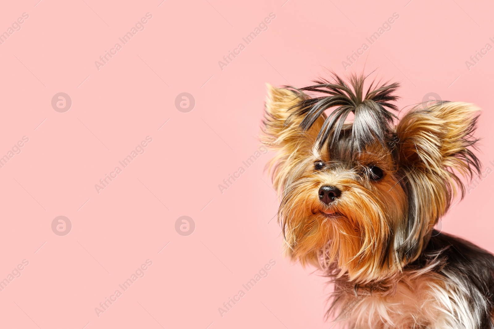 Photo of Adorable Yorkshire terrier on pink background, space for text. Cute dog