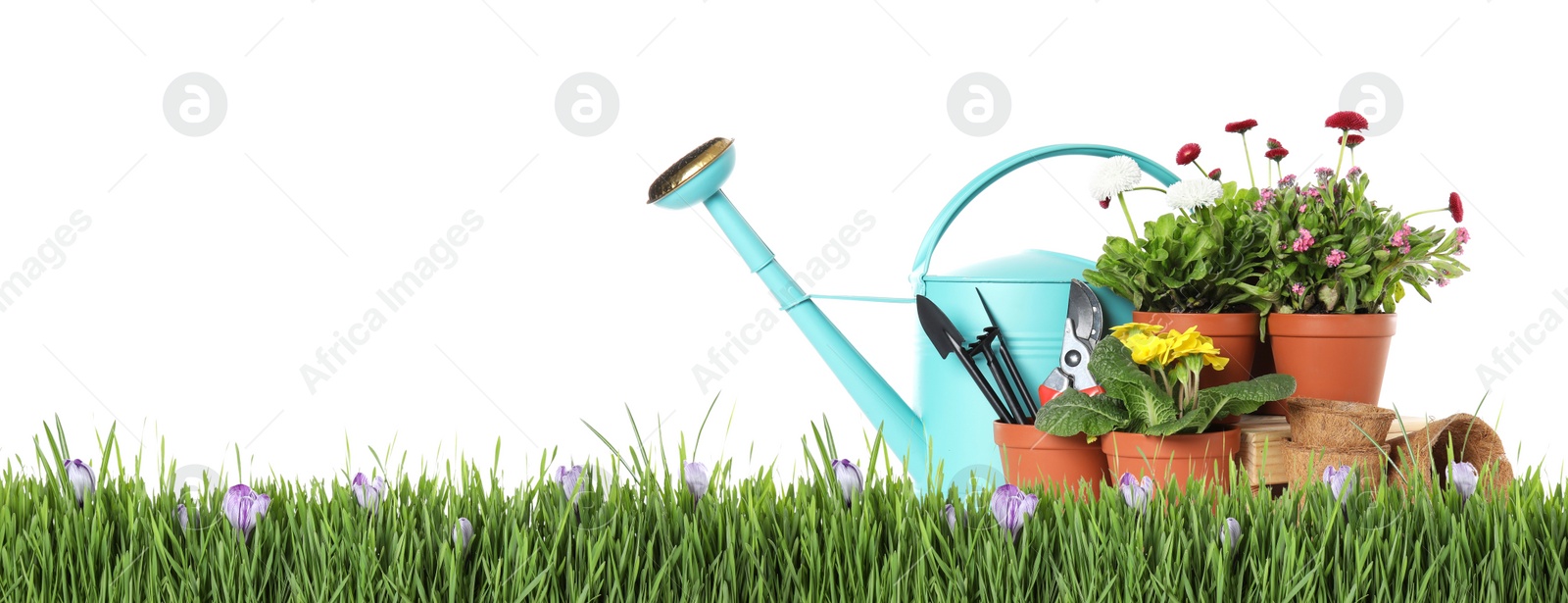 Image of Potted blooming flowers and gardening tools on green grass against white background, space for text. Banner design