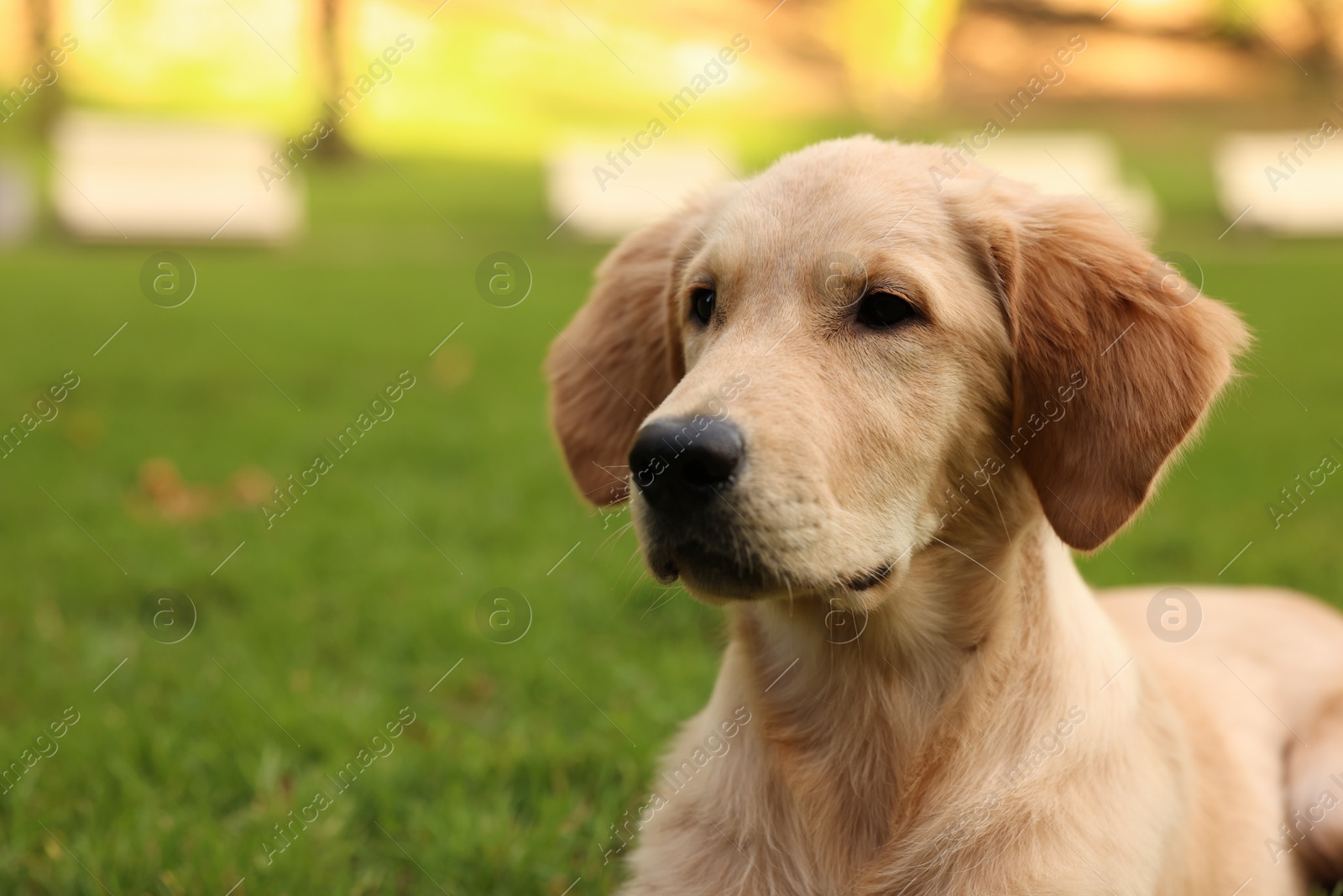 Photo of Cute Labrador Retriever puppy in park, space for text