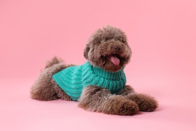 Photo of Cute Toy Poodle dog in knitted sweater on pink background