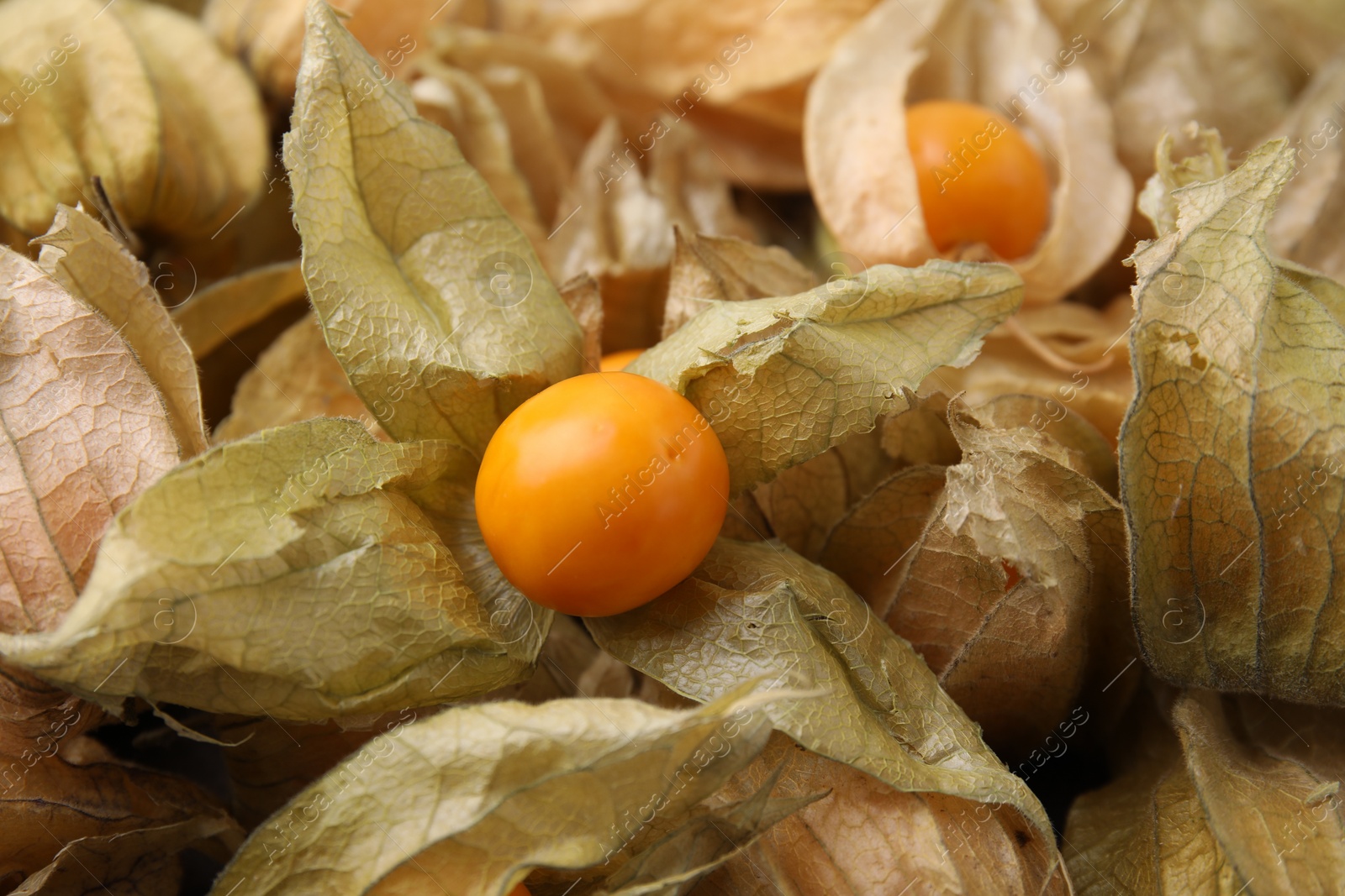 Photo of Ripe physalis fruits with calyxes as background, closeup