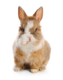 Cute fluffy pet rabbit isolated on white