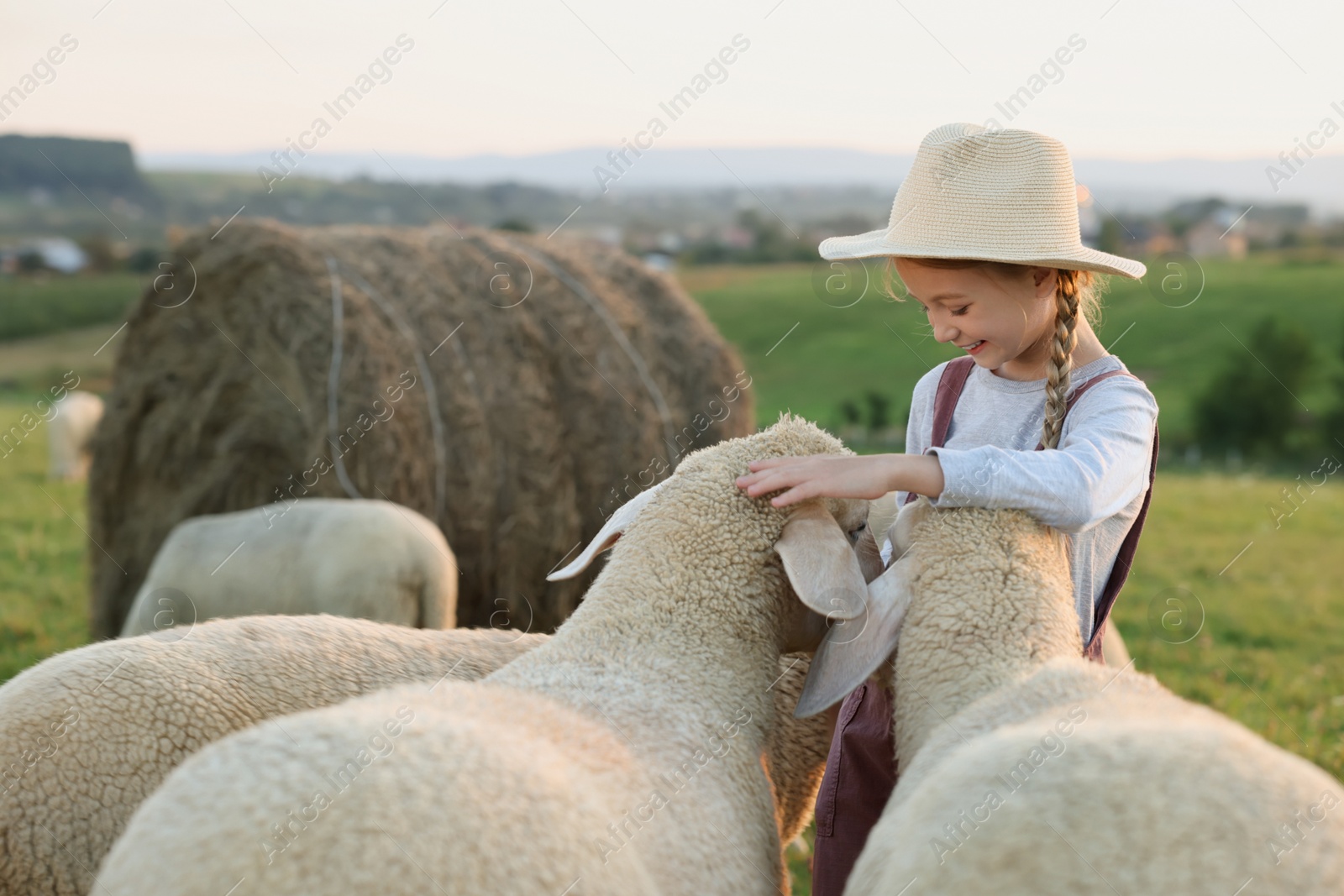 Photo of Girl with sheep on pasture. Farm animals