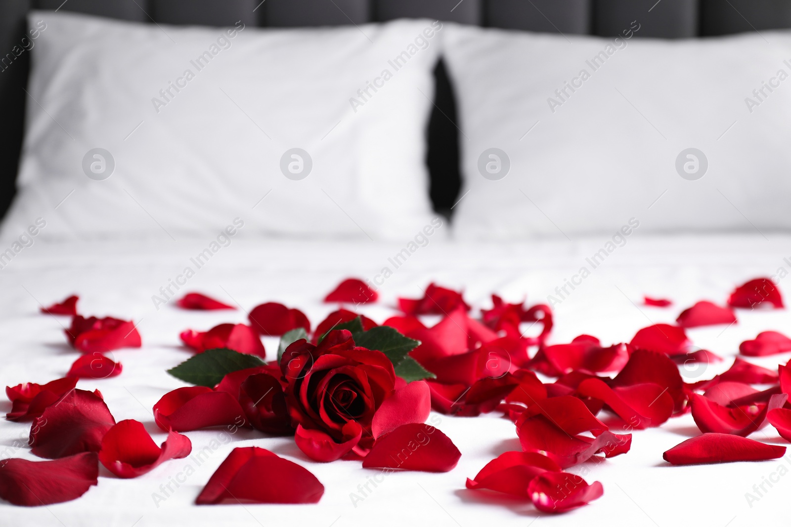 Photo of Honeymoon. Red rose and petals on bed, closeup