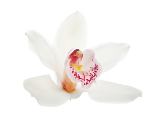 Photo of Beautiful tropical orchid flower on white background