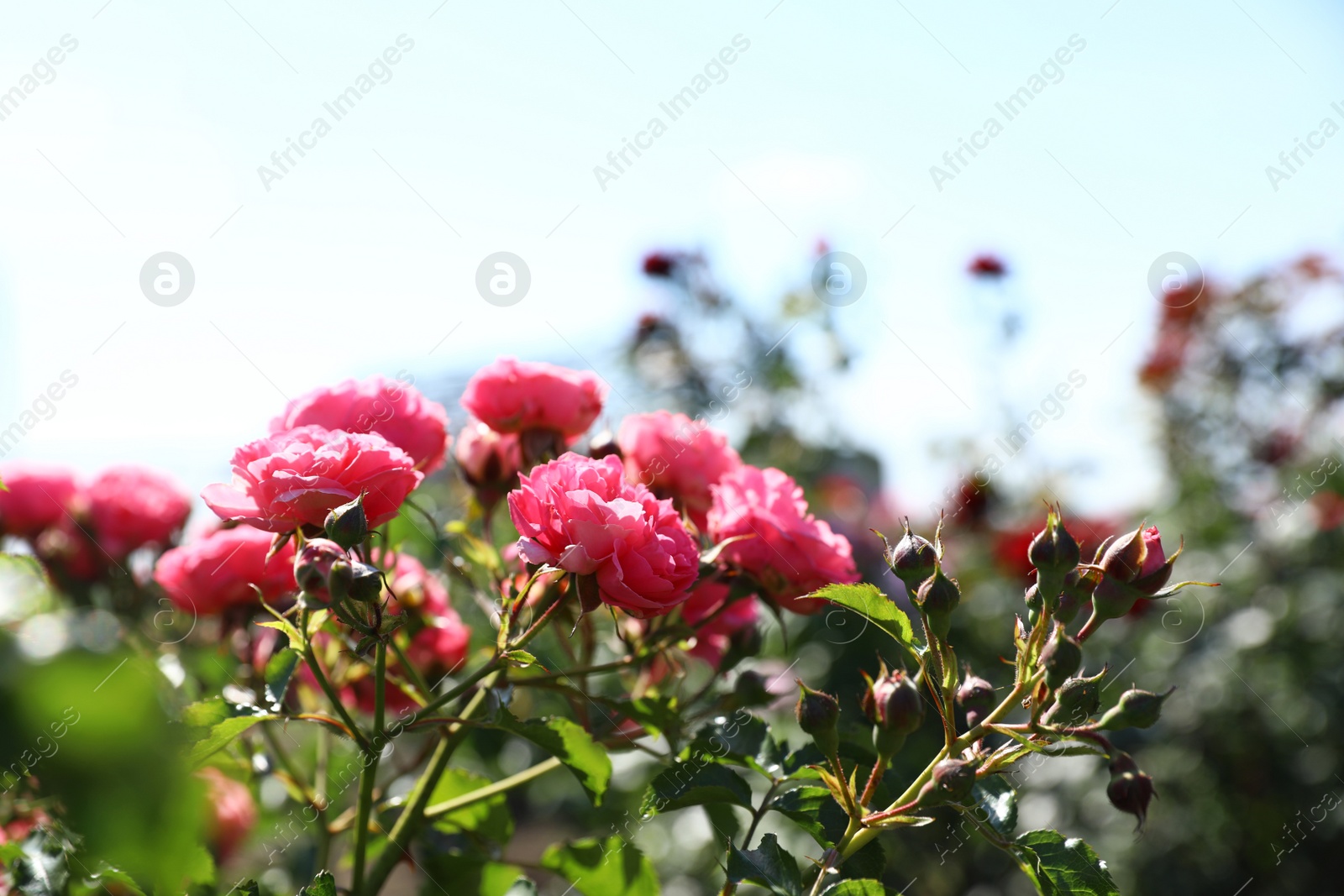 Photo of Green bush with beautiful roses in blooming garden on sunny day