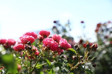 Green bush with beautiful roses in blooming garden on sunny day