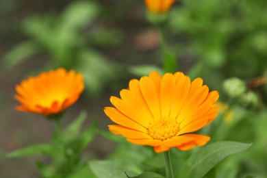 Photo of Beautiful blooming calendula flower growing outdoors, closeup. Space for text