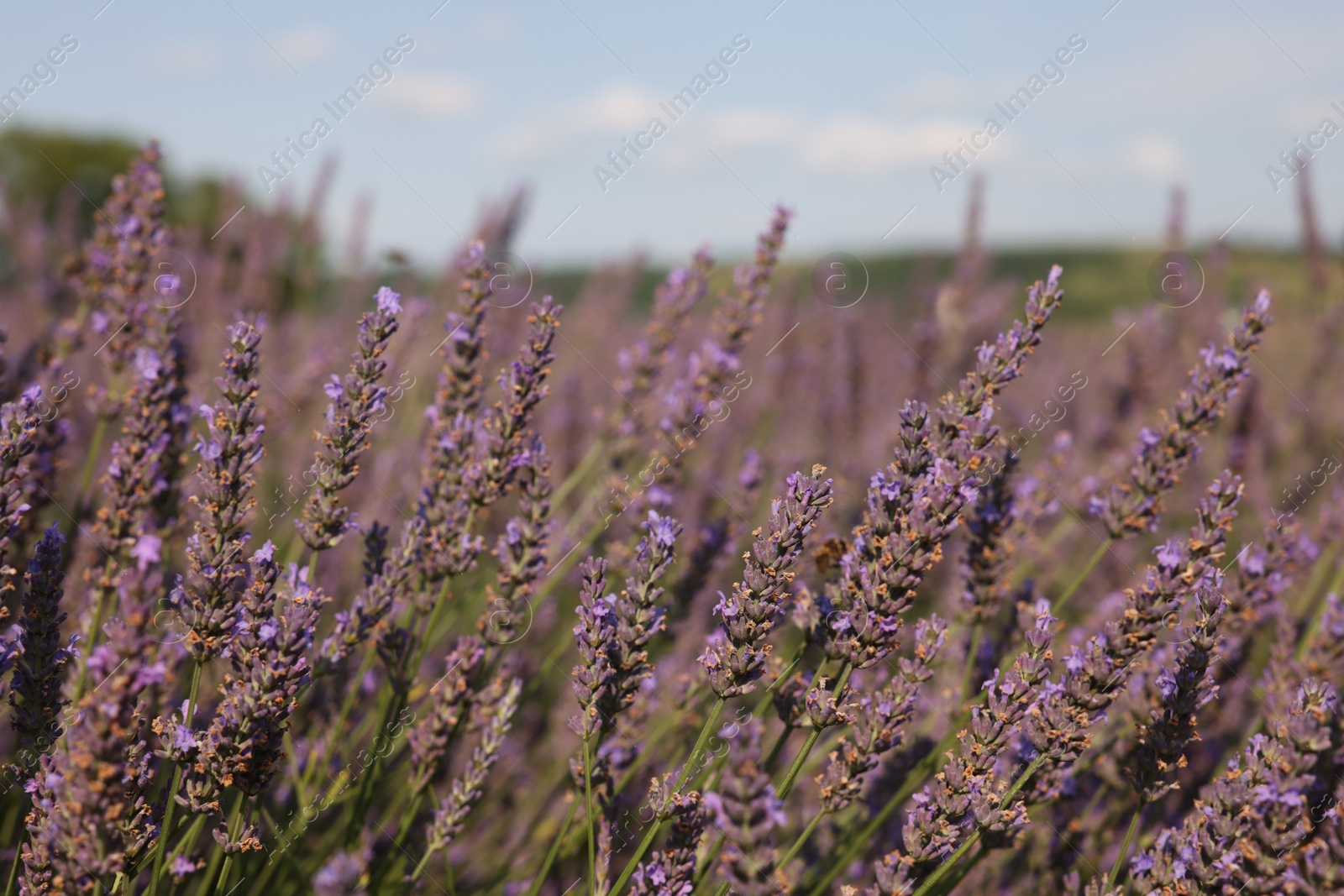 Photo of Beautiful blooming lavender growing in field, closeup