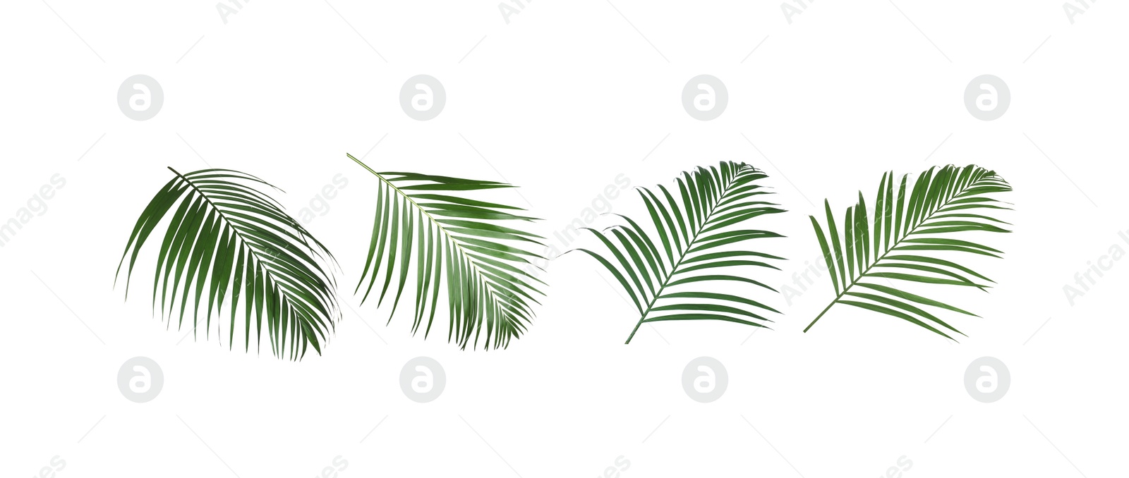 Image of Set of tropical leaves on white background. Banner design