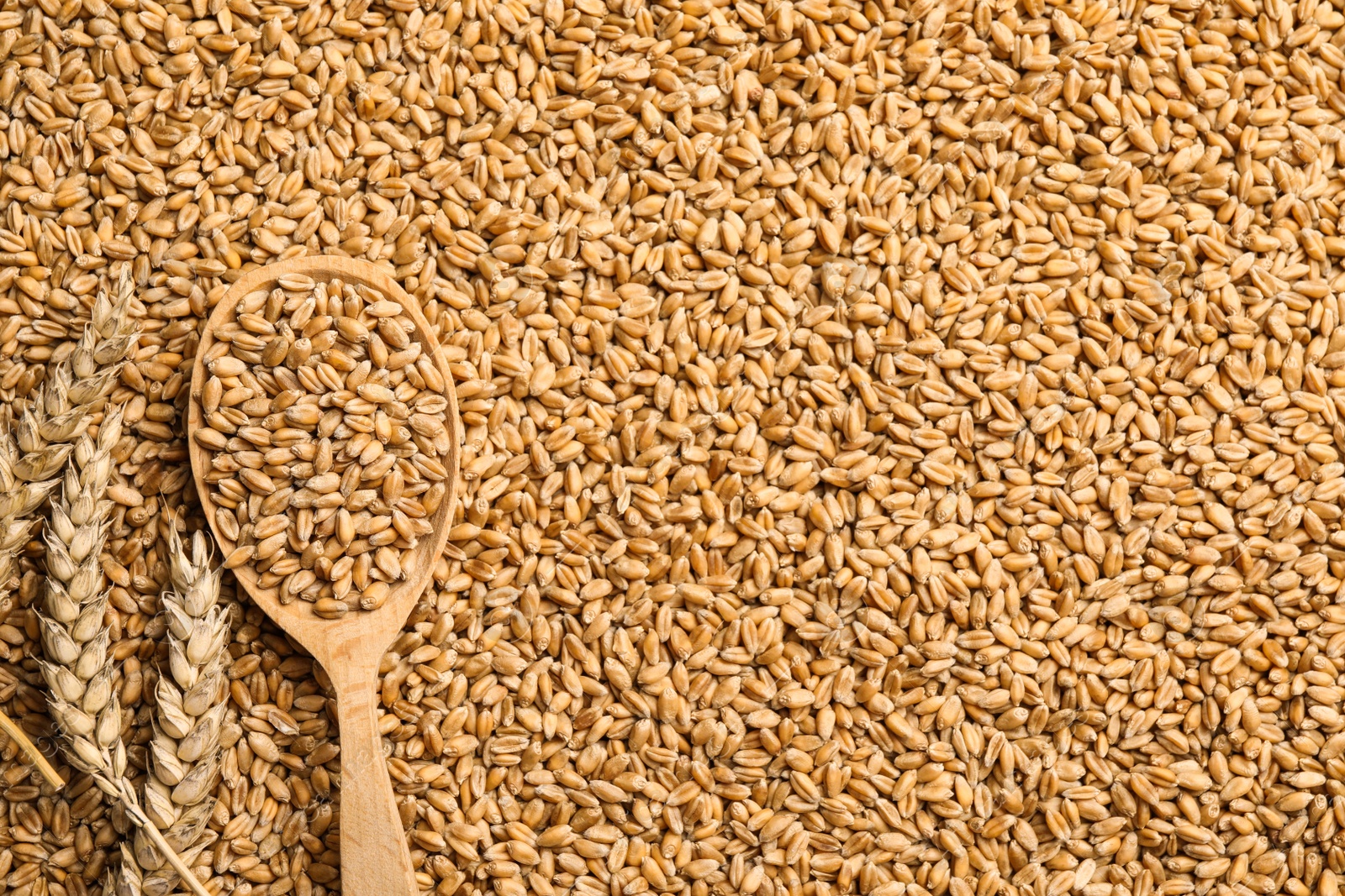 Photo of Spoon and spikelets on heap of wheat grains, flat lay. Space for text