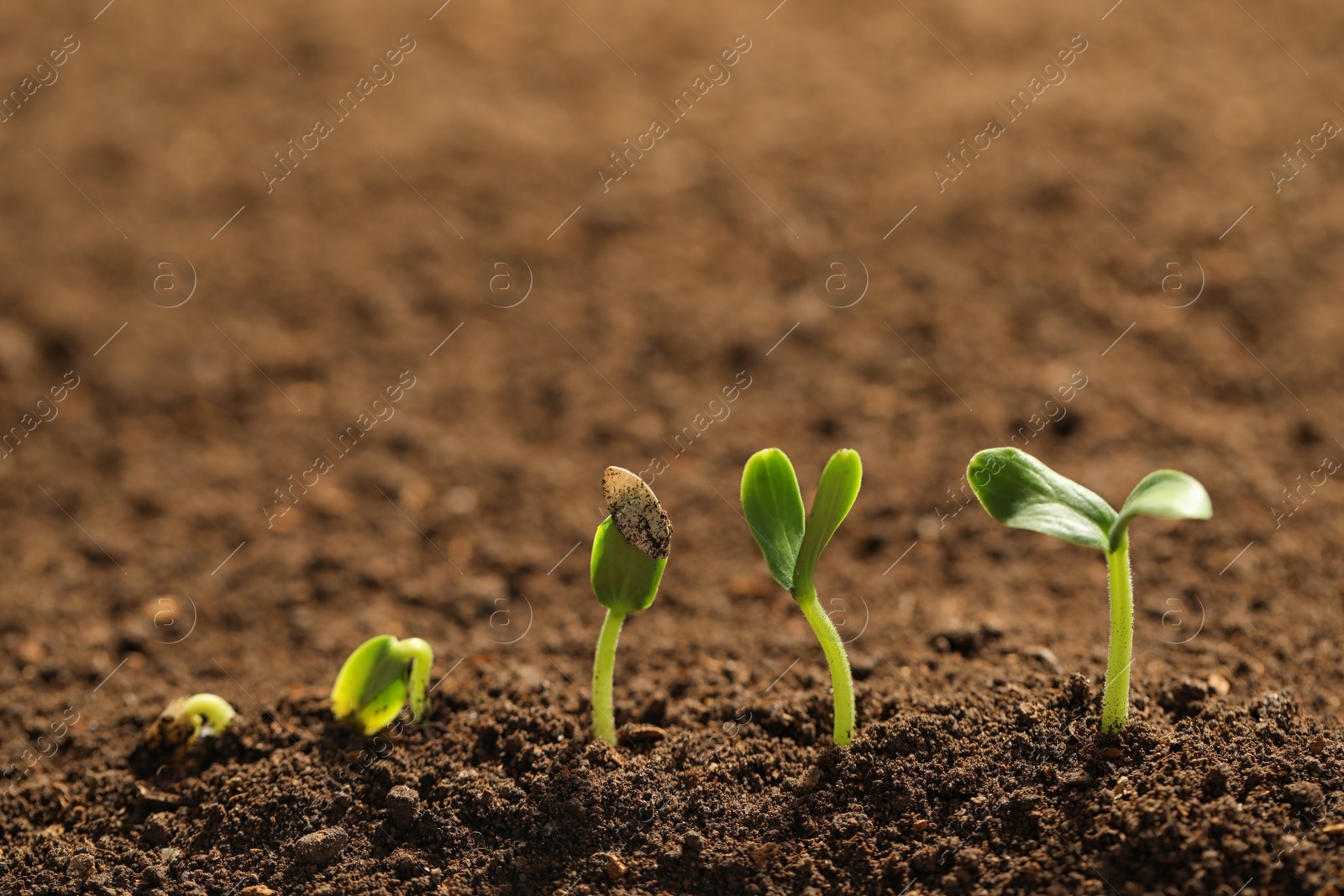 Photo of Little green seedlings growing in fertile soil