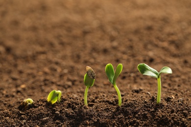 Little green seedlings growing in fertile soil