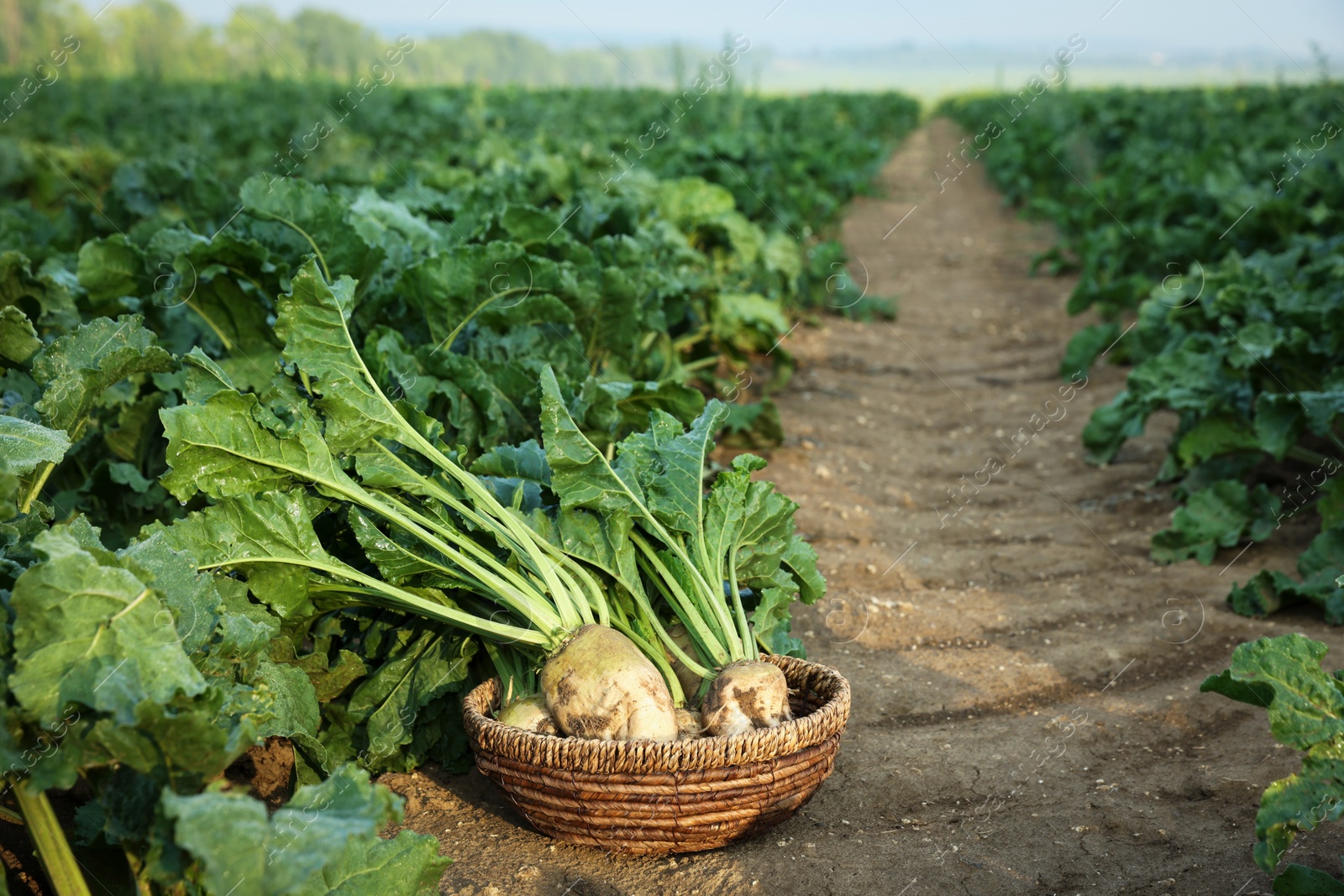 Photo of Wicker basket with fresh white beets in field