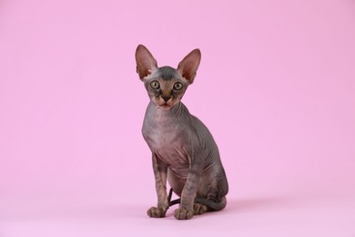 Adorable Sphynx kitten on pink background. Baby animal