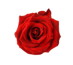 Beautiful fresh red rose isolated on white