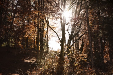 Photo of Sunlight getting through trees in autumn forest
