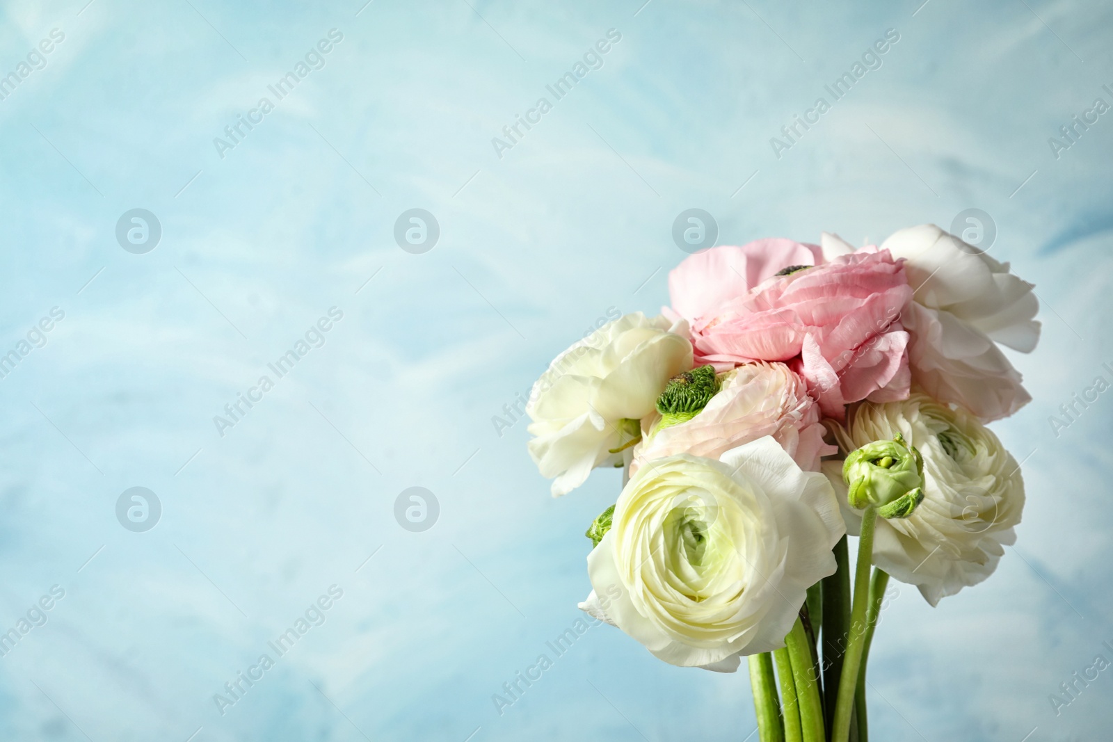 Photo of Beautiful ranunculus flowers on color background