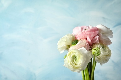 Beautiful ranunculus flowers on color background