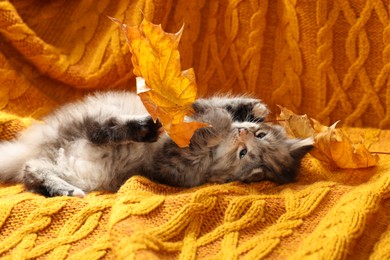 Photo of Cute kitten playing with autumn leaf on orange knitted blanket