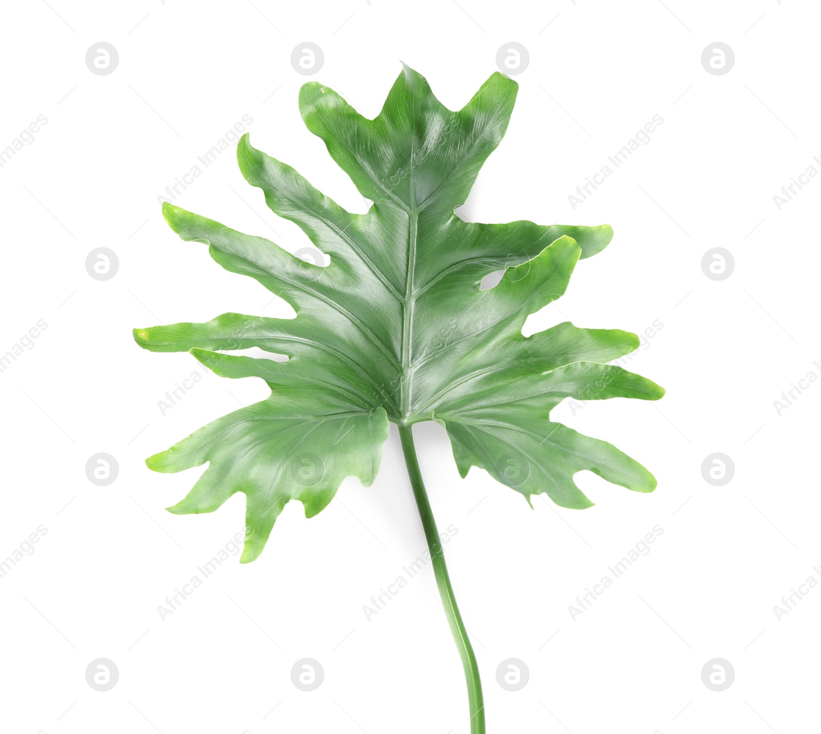 Photo of Tropical philodendron leaf isolated on white